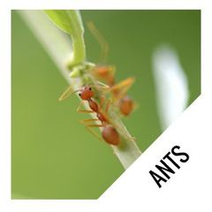 ants crawling - pest control in East Brunswick NJ