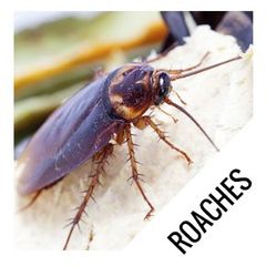 roaches - pest control in East Brunswick NJ