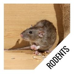rodents - pest control in East Brunswick NJ