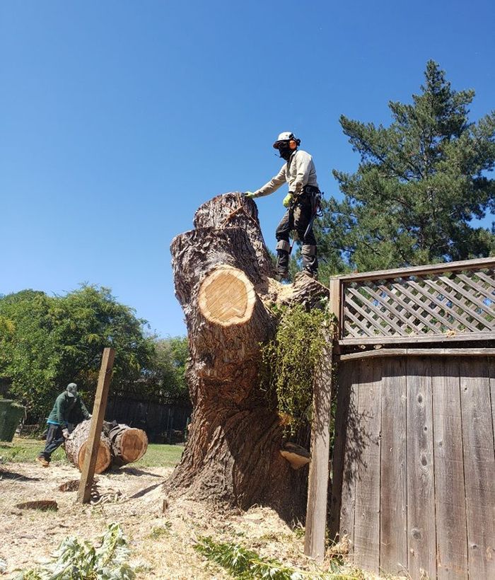 Arborist atop a tree stump; another worker handles a log. Blue sky, sunny day, wooden fence.