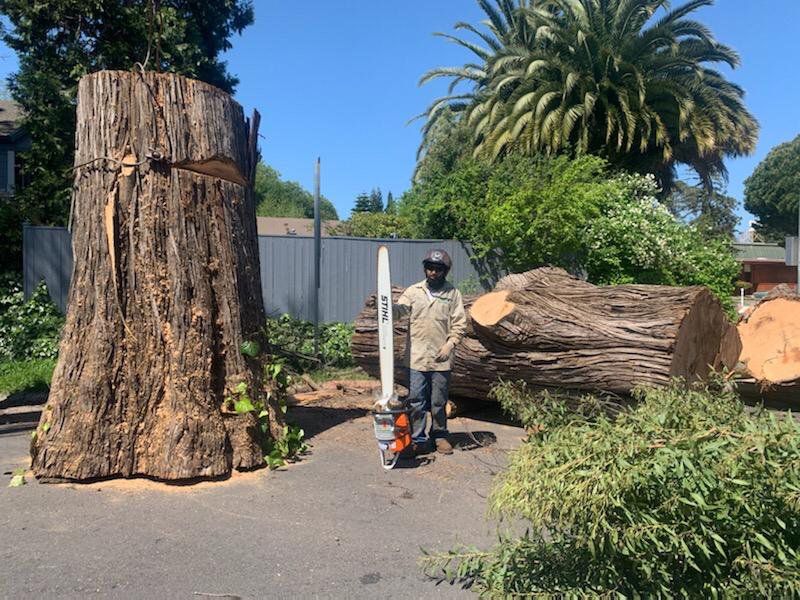 Man with chainsaw next to a large felled tree, outdoors.