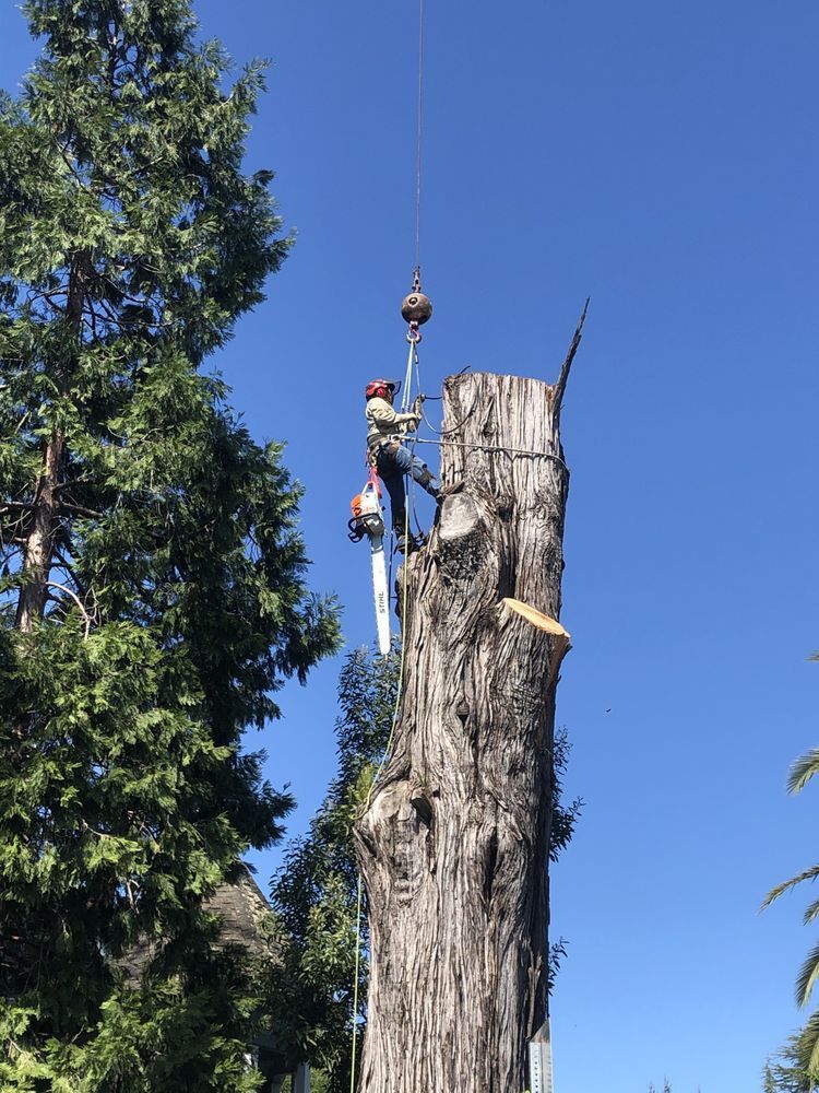 A tree worker on a tall stump uses a chainsaw under the blue sky.