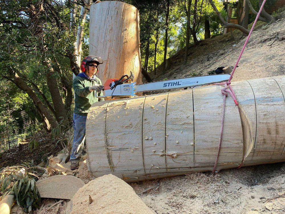 Person using a chainsaw to cut a large log outdoors on a hillside.