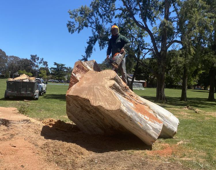 Man using a chainsaw to cut a large tree trunk on a grassy field on a sunny day.