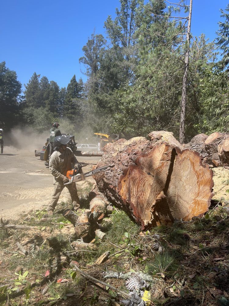Person cutting a large tree trunk with a chainsaw, sawdust flying. Outdoors, sunny.