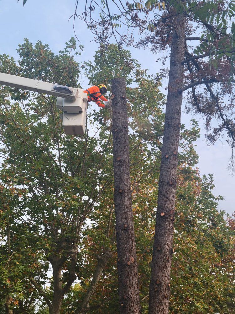 A tree service worker in an aerial lift cuts a tall tree trunk, outdoors.