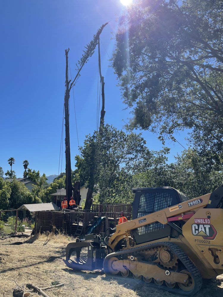 A skid steer removes a tree in bright sunlight; residential setting.