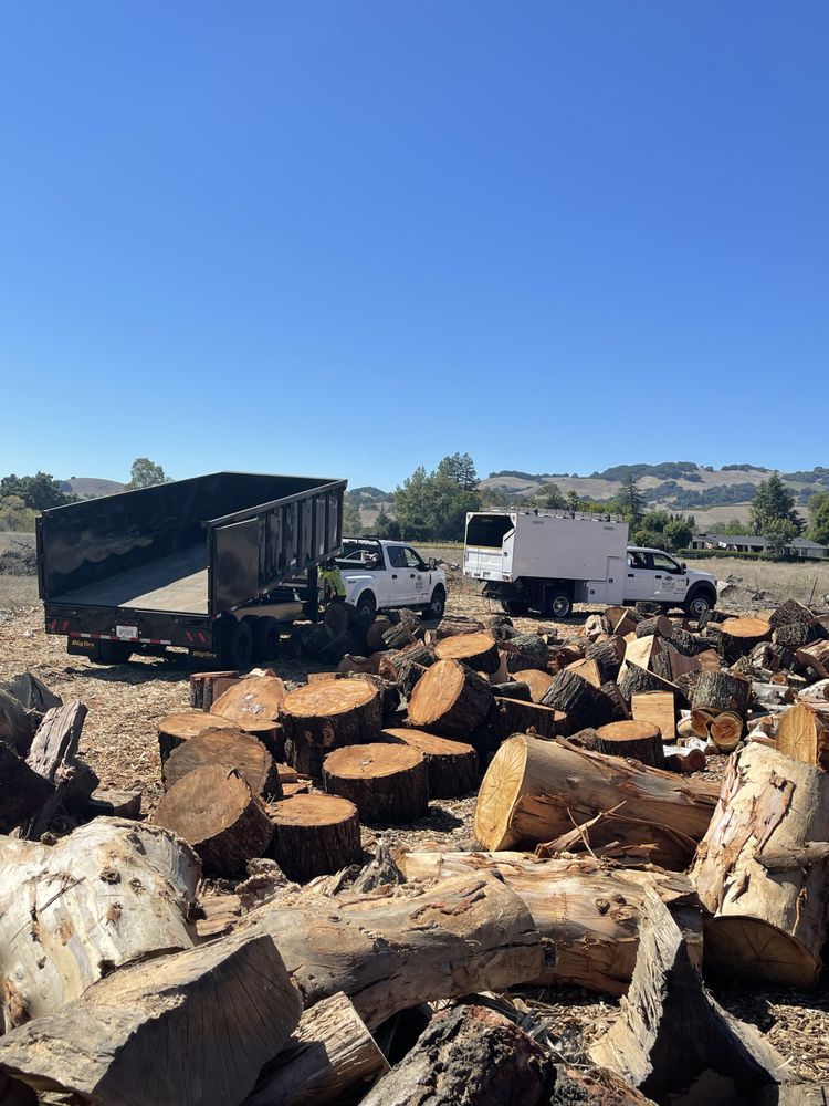 Pile of wood logs with a dump truck and work truck in a sunny field.