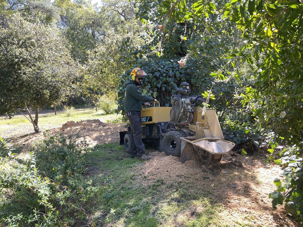 Arborist operating a stump grinder in a yard, removing a tree stump. Green foliage, sunny outdoors.