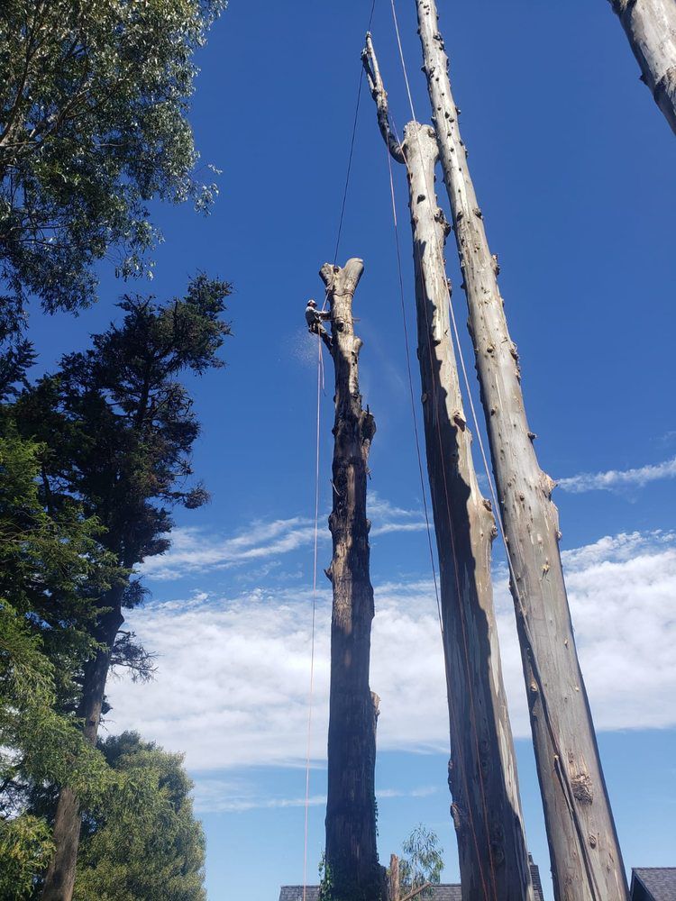 Bare tree trunks against a bright blue sky, possibly after tree removal.