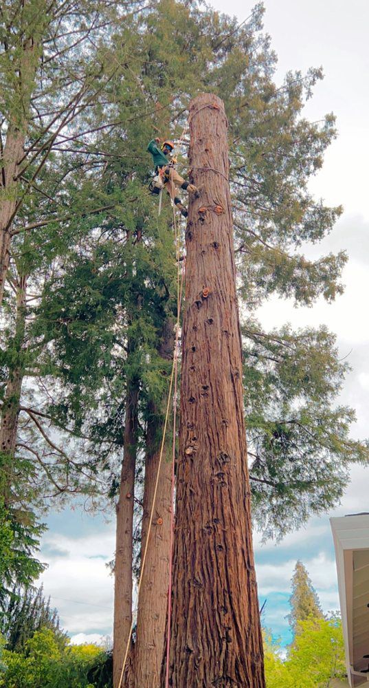 Arborist climbing a tall, brown redwood tree, securing equipment. Green foliage, cloudy sky.