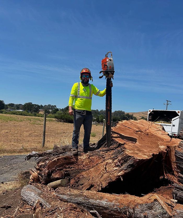 Man in safety gear holds chainsaw atop a large tree stump under a bright blue sky.