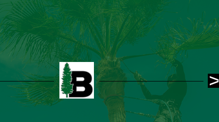 A man is cutting a tree with a chainsaw.