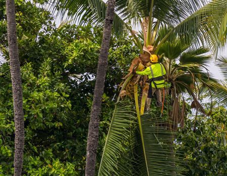Tree worker in yellow safety gear trimming a tall palm tree. Green foliage in background.