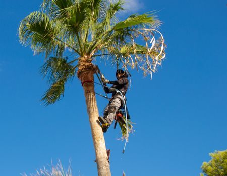 Arborist in safety gear trims a tall palm tree against a bright blue sky.