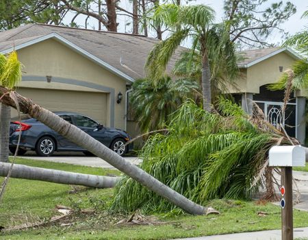 Palm tree fallen on the lawn of a house after a storm. A car is parked in the garage.