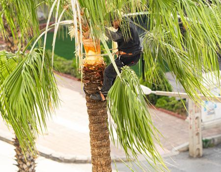 Man in black climbing a palm tree, likely trimming it.