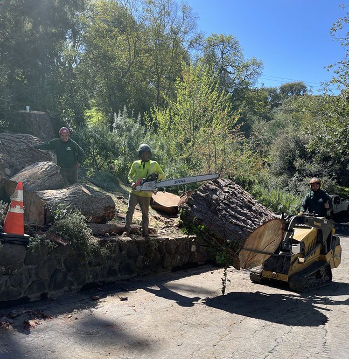 Three people cutting a fallen tree on a road; one uses a chainsaw while another guides a mini-bulldozer.