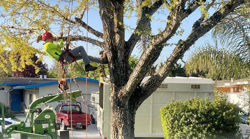 Arborist in safety gear trimming a large tree, with truck and chipper in residential yard.