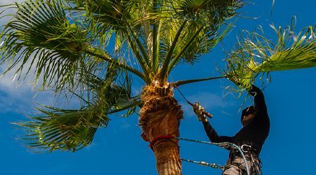 Person trimming palm tree against a blue sky.
