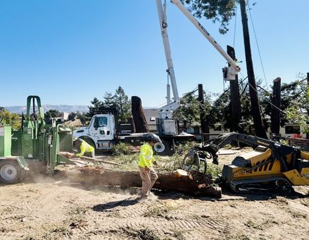 Tree removal in progress: workers, truck with crane, chipper, grinder, and cut tree trunks on a sunny day.