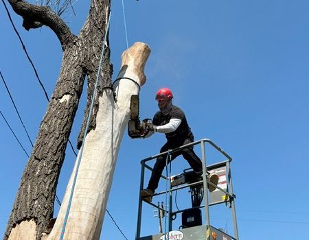 Man in a cherry picker using a chainsaw to cut a large tree branch against a blue sky.