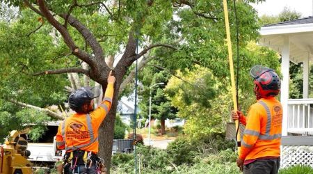 Two tree service workers in orange vests trimming a tree with a pole saw.