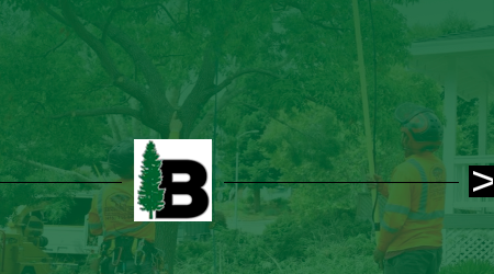 A man is cutting a tree with a chainsaw.