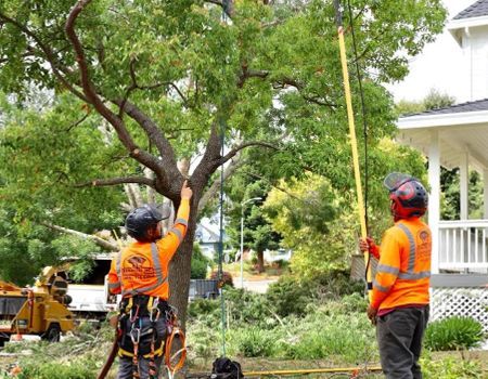 Two arborists in orange vests trimming a tree with a pole saw and hand saw in a yard.