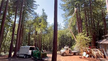 Trucks and equipment among tall redwood trees, possibly for tree removal in a forest setting.