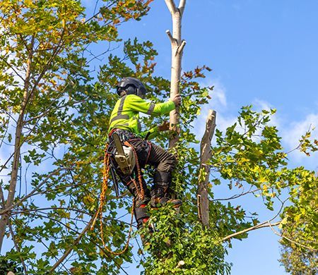 Arborist in safety gear pruning a tree, blue sky background.