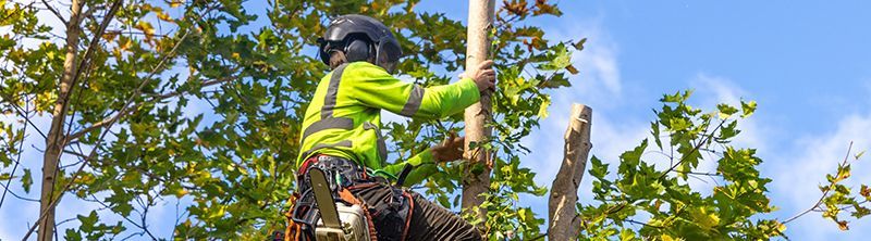A tree worker in a safety vest and helmet trims branches in a tree, with a bright blue sky peeking through.