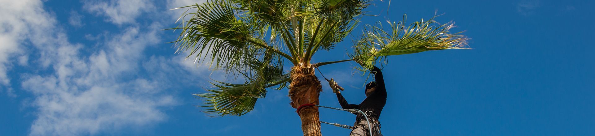 Person trimming a palm tree against a blue sky with wispy clouds.