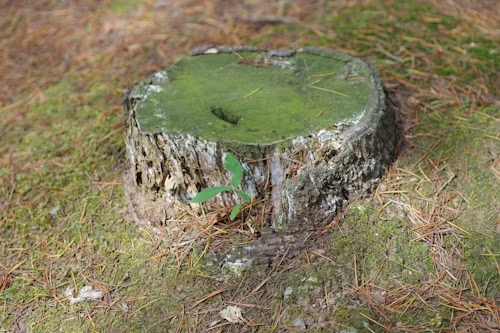 Tree stump with green moss on top and a small green plant growing from the side, surrounded by forest floor.