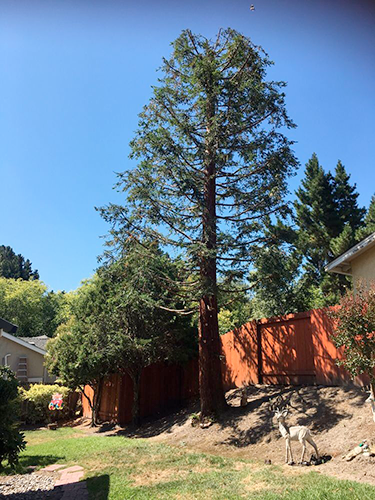 Tree before being trimmed