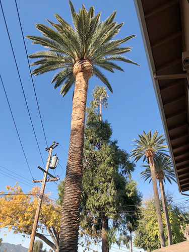 Palm Tree after being trimmed