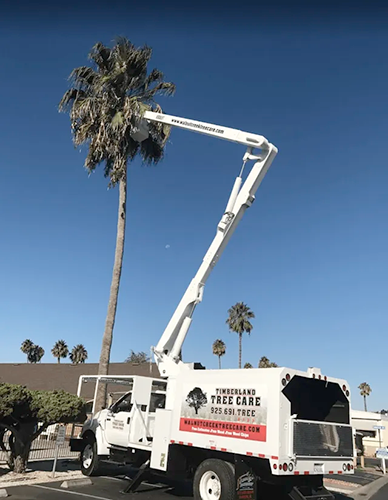 Timberland Tree Care - pruning a palm tree
