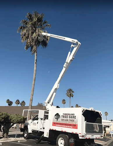 Timberland Tree Care - tree at a customer's house that was trimmed