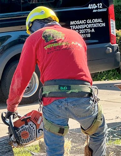 Timberland Tree Care  licensed arborist