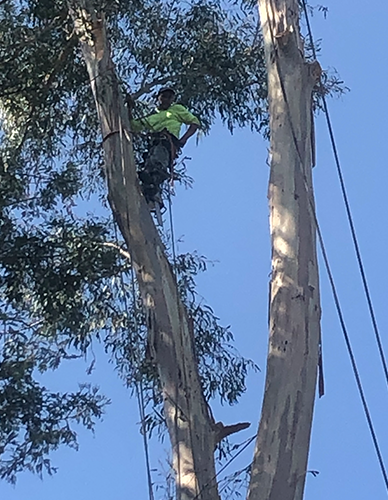 Timberland Tree Care - tree at a customer's house that was trimmed