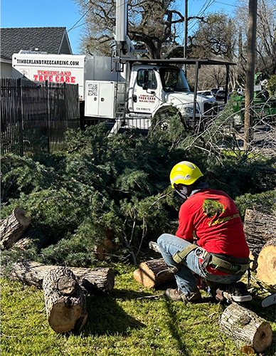 Timberland Tree Care - licensed arborist