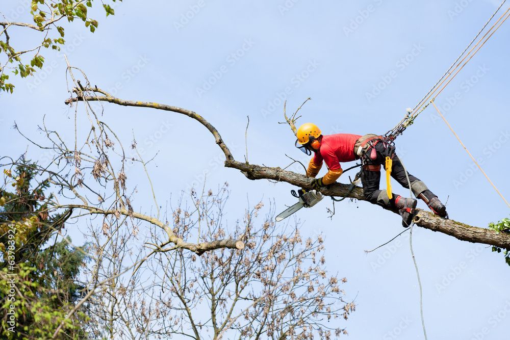 Timberland Tree Care worker with a chainsaw hanging on tree