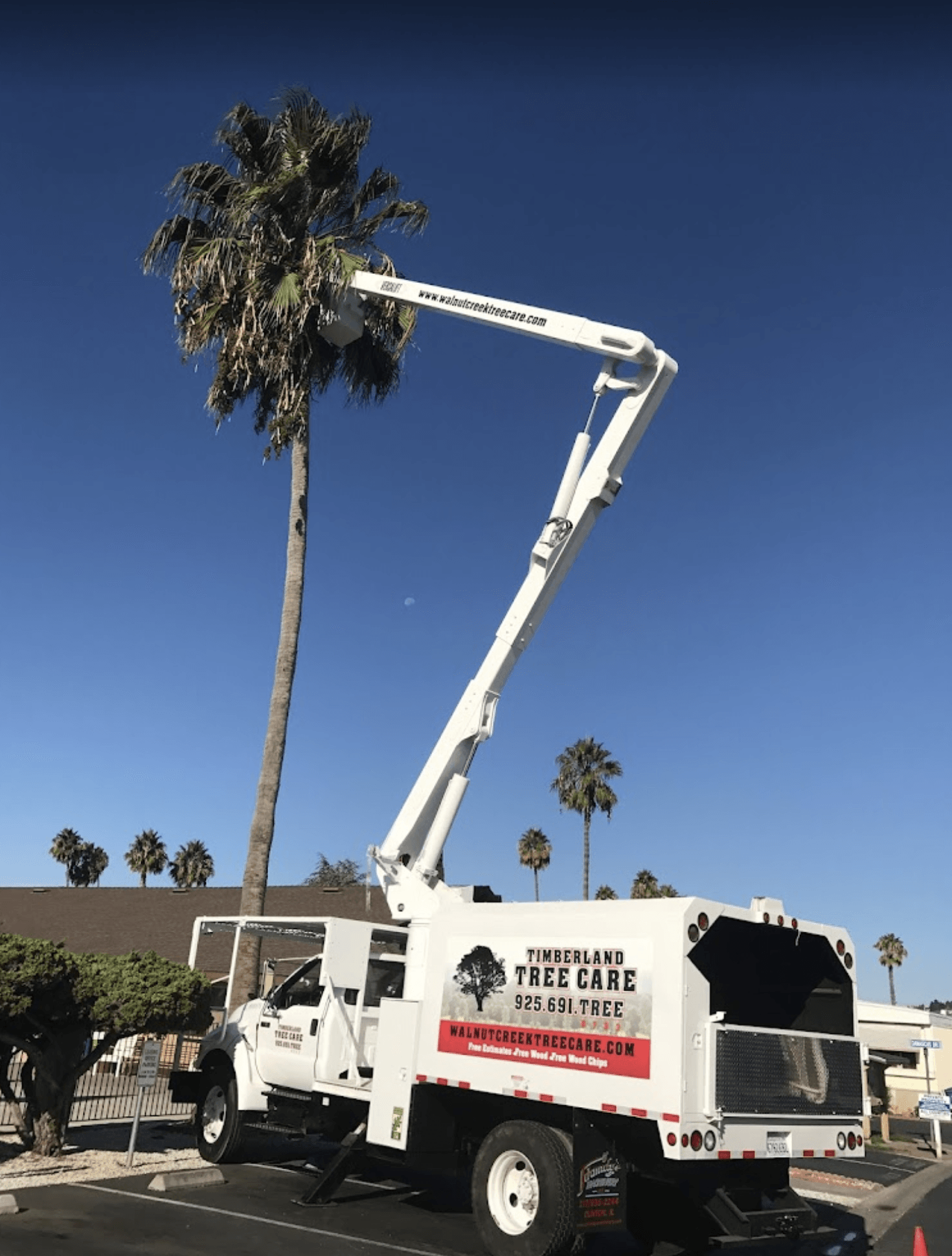 Timberland Tree Care Boom Truck with worker high in a palm tree