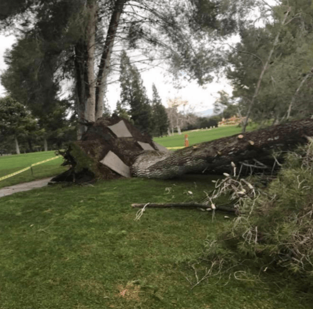 Timberland Tree Care cut down this tree