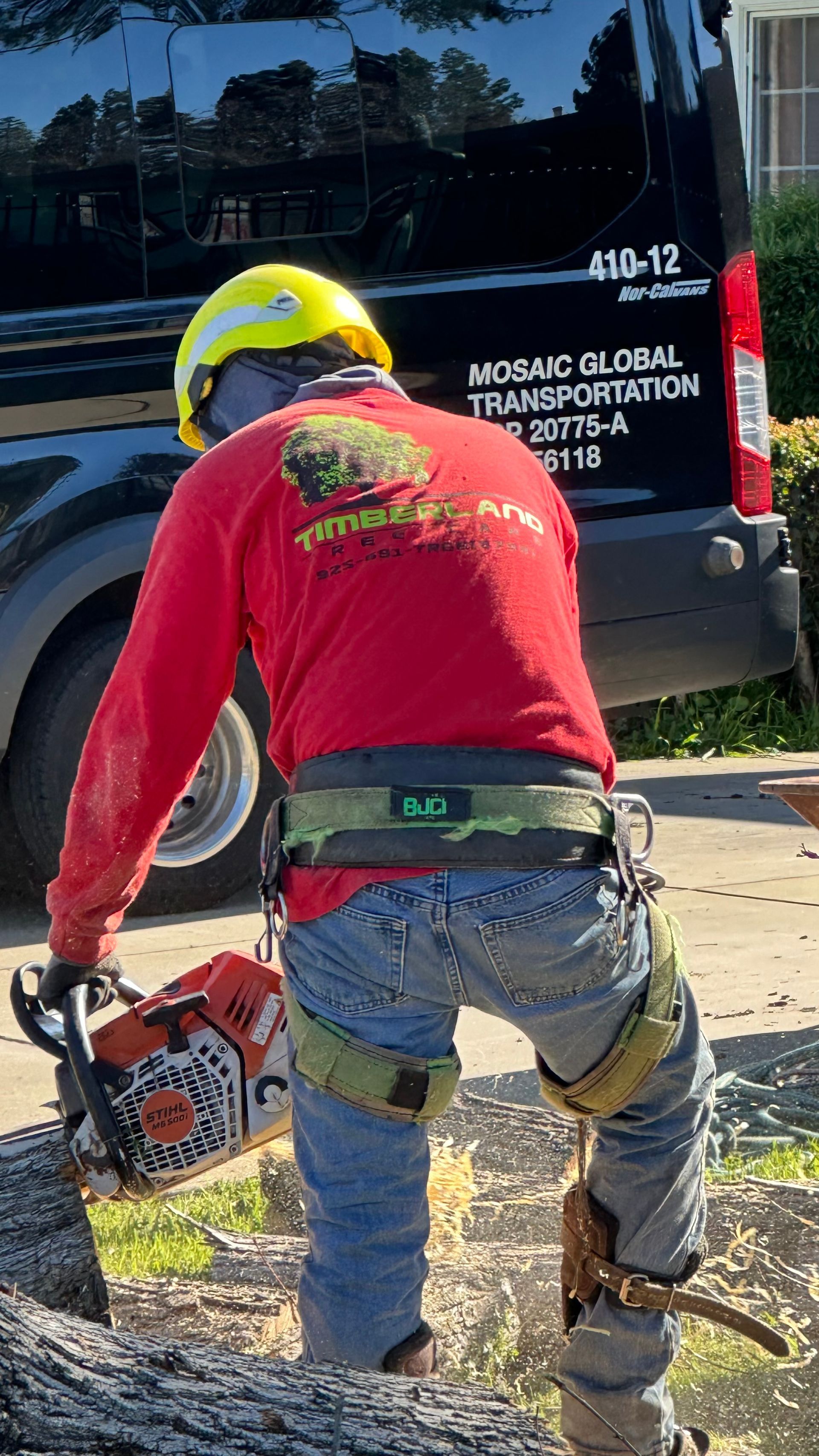 chain sawing the tree being removed