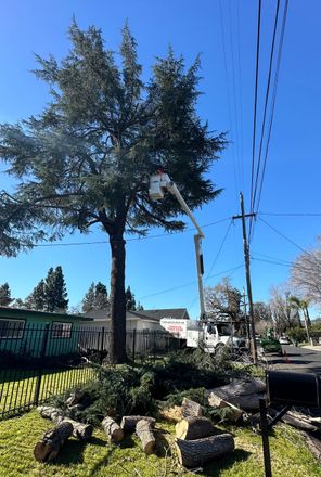 Timberland Tree Care - tree at a customer's house that was trimmed