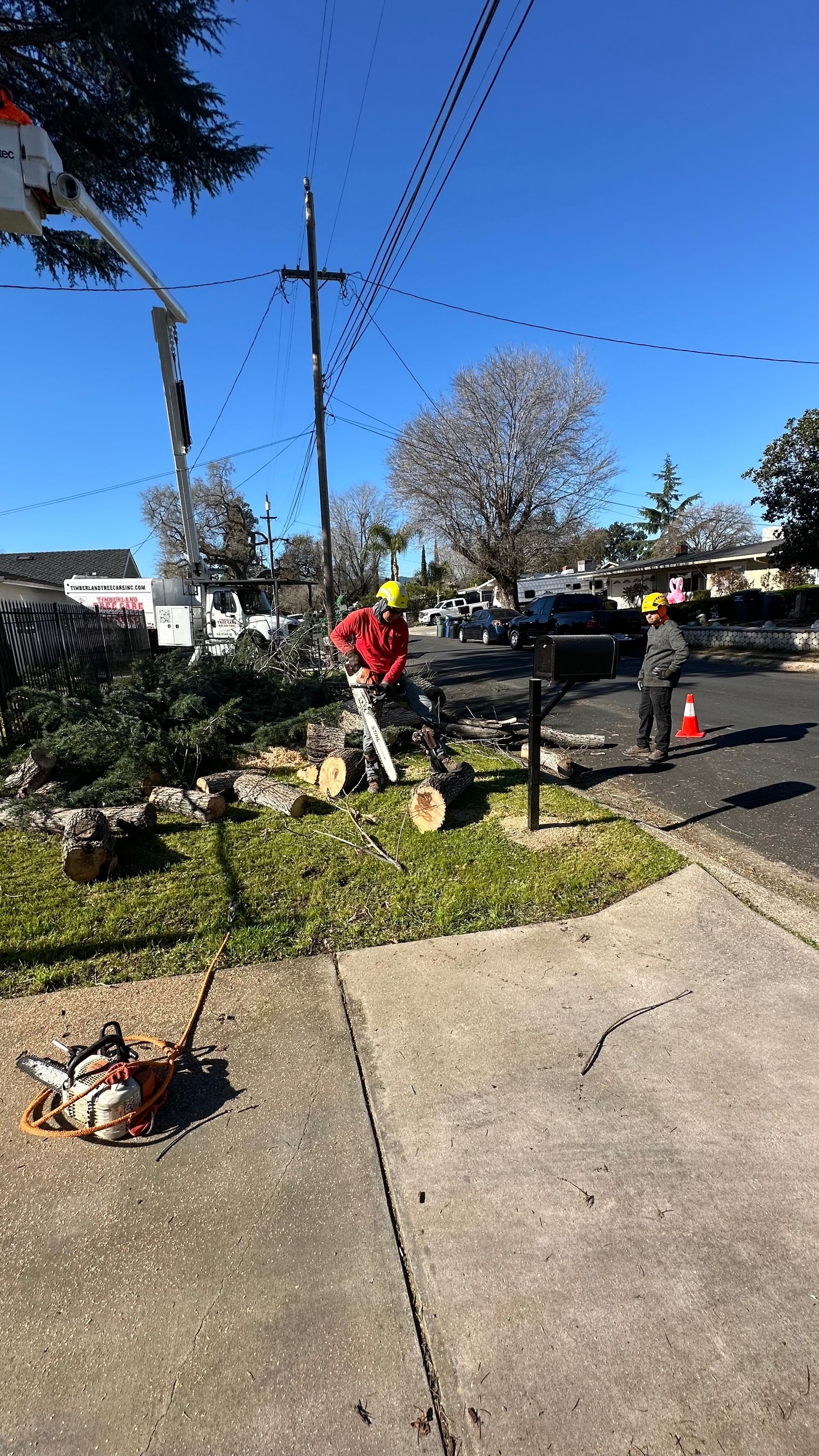 tree trimming