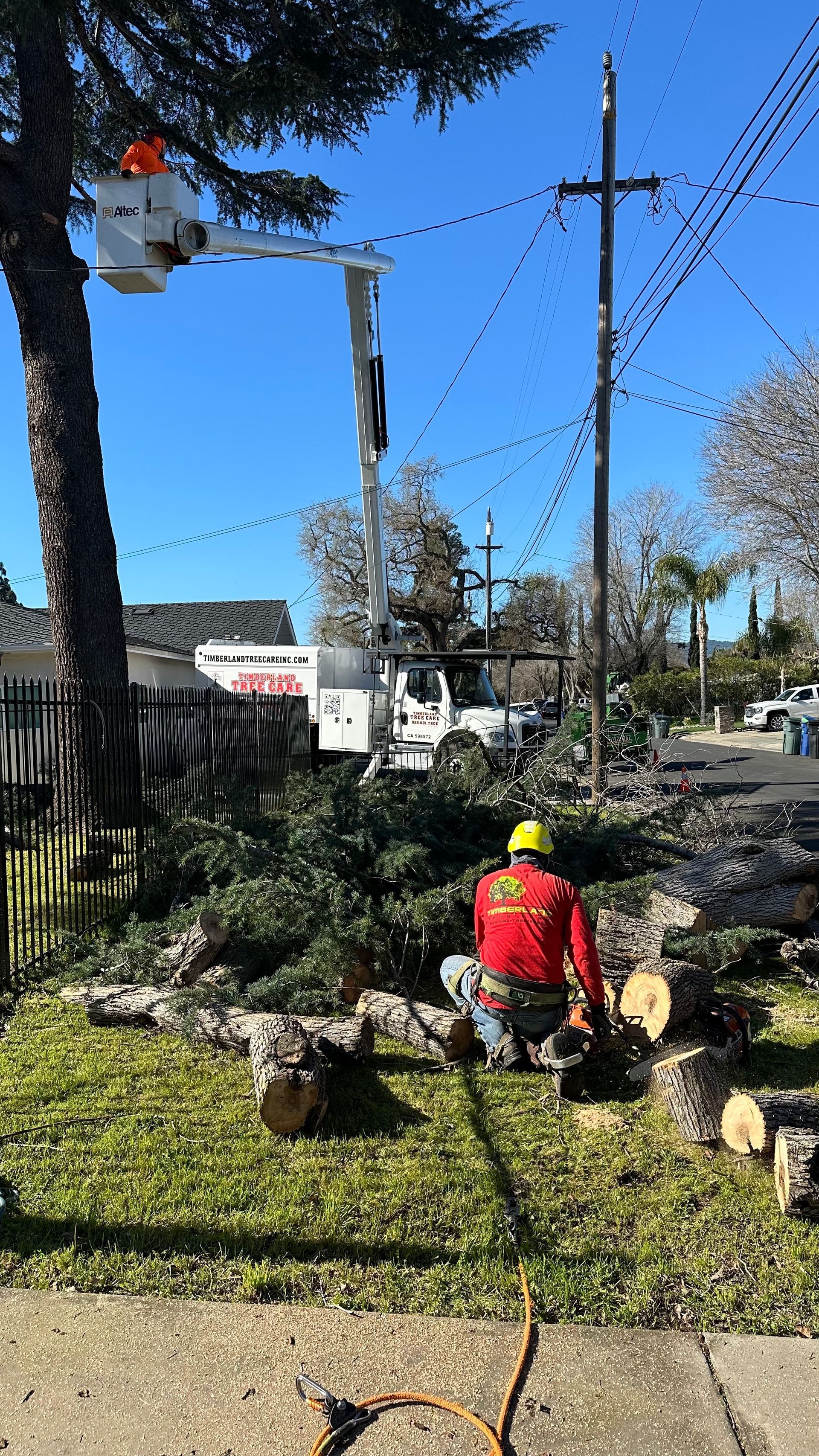 tree removal