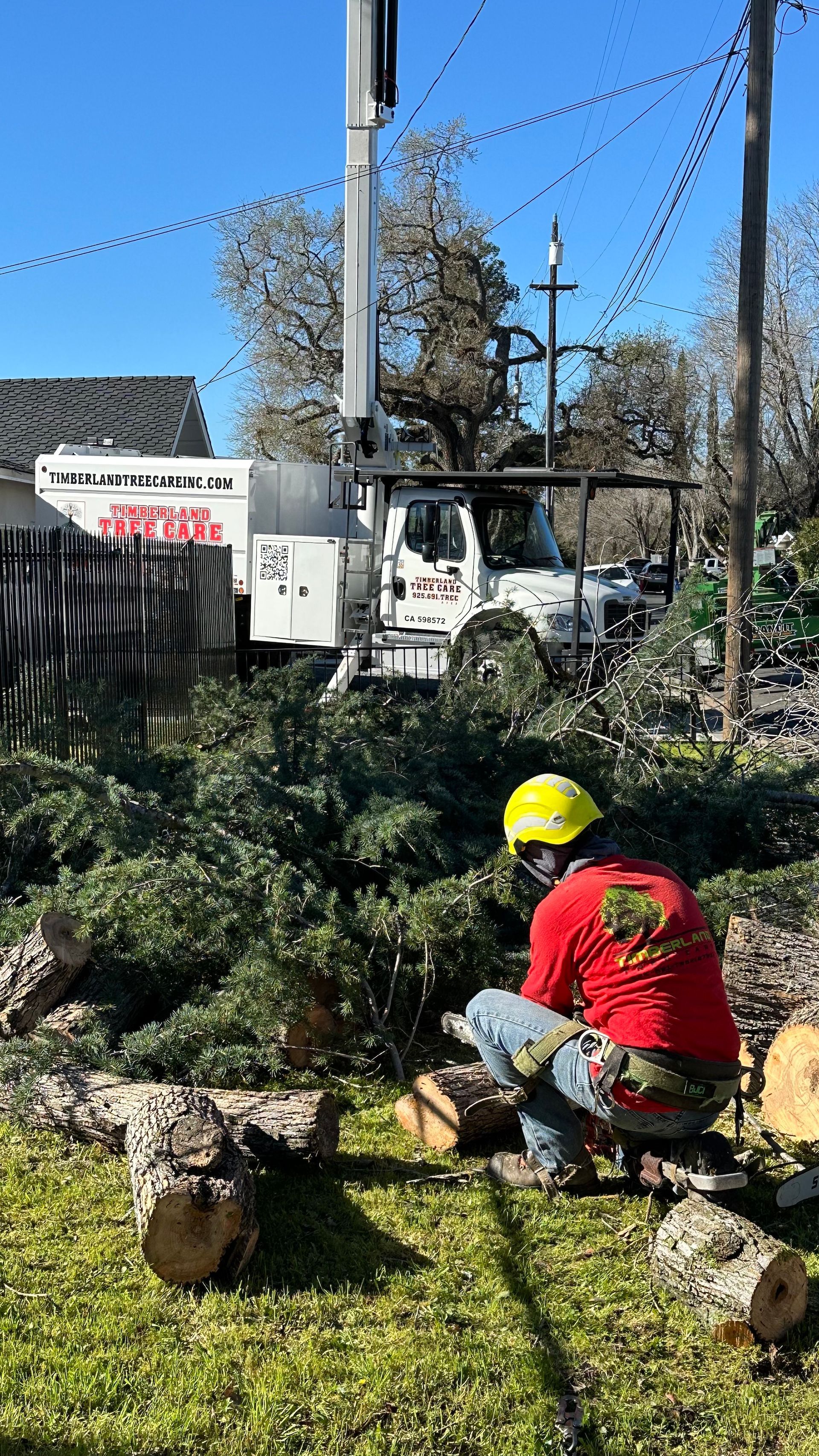 tree trimming