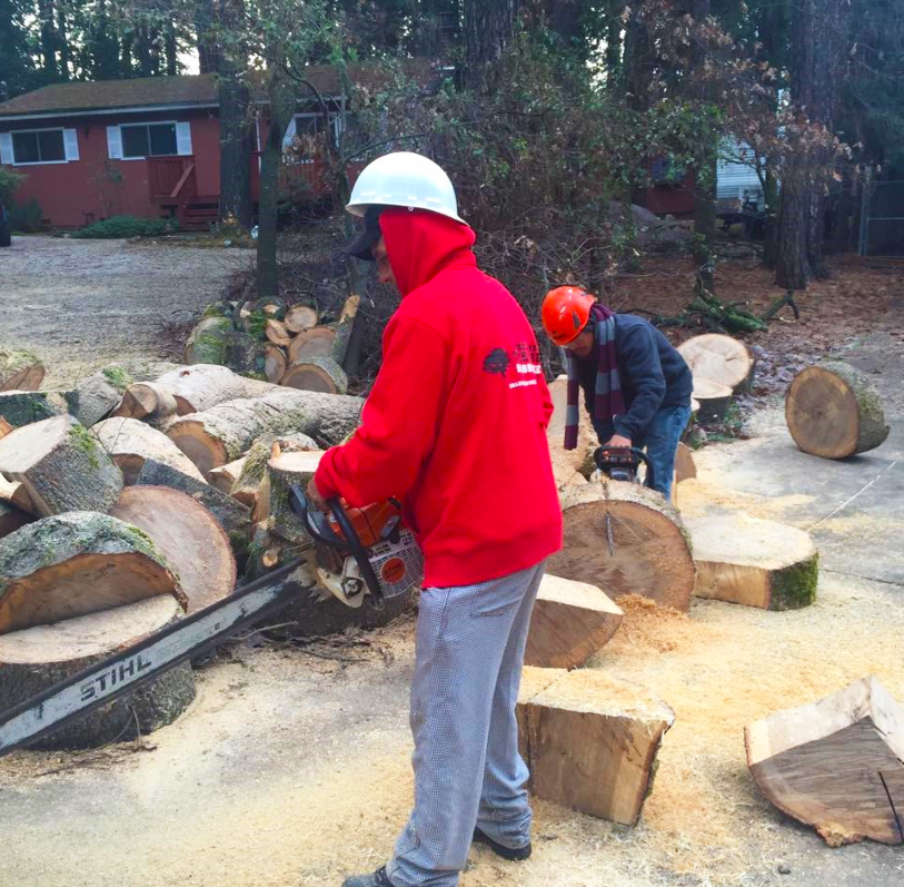 Timberland Tree Care Workers Cutting Up a Tree